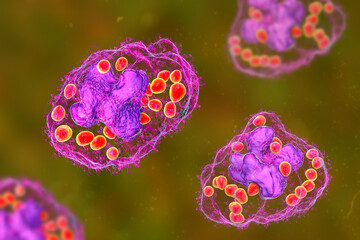 Sticker - Histoplasma capsulatum fungus inside a macrophage cell, 3D illustration