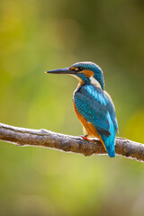 common kingfisher (alcedo atthis) sitting on a branch. wildlife scenery
