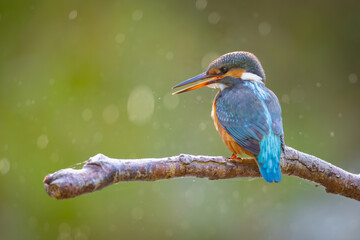 Poster - European Kingfisher ( Alcedo atthis ) a bird sits on a branch and sings 