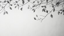 An Abstract Background Created By The Gray Shadows Of Natural Tree Leaves And Branches Falling On A White Wall, Ideal For Backgrounds And Wallpapers. This Black And White Composition Forms A Unique