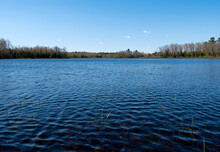 Wide View Of A Pond In Maine With Grass Growing In The Shallows.