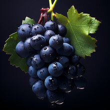 sprig of fresh blue grapes with leaves and dewdrops on a dark background