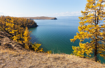 Wall Mural - sunny autumn on baikal lake. beautiful landscape with yellow larches on the shore of olkhon island a