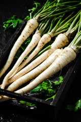 Canvas Print - Fresh parsley root .