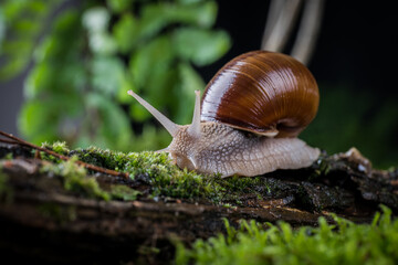 garden snail on moss in the forest