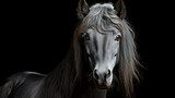 Fototapeta Konie - black horse portrait on black 