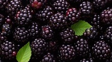 Blackberry Fruits Background Top View Angle