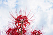 © NOS - Autumn, blue sky and clouds, red beautiful higanbana, spider lilies, licorice