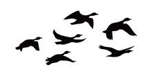 Canada Goose Silhouette Design. Wild Duck Flying In Group.