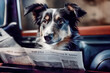 Cute dog reading the newspaper in a car