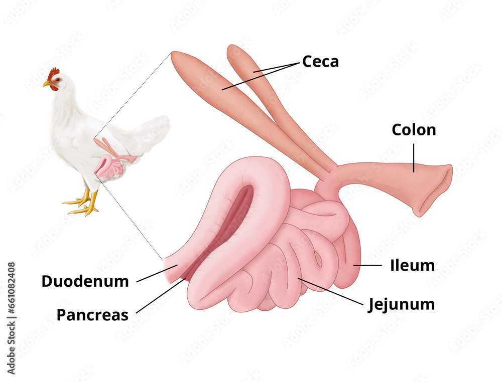 Chicken intestine anatomy illustration with annotation. Schematic ...