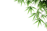 Fototapeta Sypialnia - Green bamboo with leaves isolated on a transparent background, Generative AI