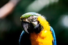 Colorful Parrot Looking At Camera