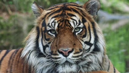 Wall Mural - front view of sumatran tiger. portrait of sumatran tiger (panthera tigris sumatrae)