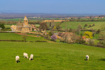 Canvas Print - Spring landscape with cows and eglise Notre Dame de Lancharre, Bourgogne, France