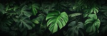 Banner Dark Bali Style Template Green Background, Exotic Tropical Wall With Green Leaves , Abstract Dark Floral Pattern Green Lianas Interweavings, Monstera.