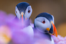 Bright Atlantic Puffins In Blossoms On Lawn
