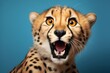 © vlntn - Happy surprised cheetah with open mouth.