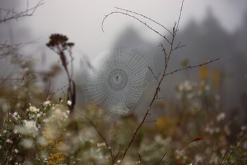 Wall Mural - Spiderweb in meadow 