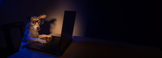Night internet user nerd dog with glasses using computer laptop at night with teal orange light. Secret hacker programmer or addicted gamer looking at camera. Long horizontal banner