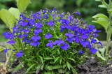 Fototapeta Sypialnia - close-up of blue flowers in the garden