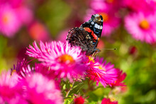 Red Admiral (Vanessa Atalanta) Is A Butterfly With Black Wings, Orange Bands, And White Spots. Macro Close Up Of Colorful Insect Pollinating A Pink Aster Daisy In A German Garden In Late Summer.