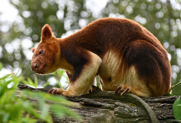 a goodfellow's tree-kangaroo walks on a tree looking for food