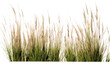 © Artimas  - Native Tall Fescue Symphony on isolated background