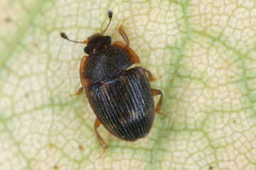 Wall Mural - Stelidota geminata, the strawberry sap beetle in the family Nitidulidae. Native to the Americas and introduced to Europe.