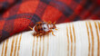 stockphoto, macroshot, copy space, bedbug on textile. Hard to exterminate bedbugs.