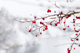 Fototapeta  - A snow-covered hawthorn branch with red berries on the river bank