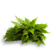 green Boston fern isolated on transparent background