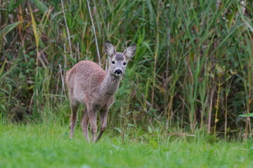 Wall Mural - A young roe deer standing on the medow. Capreolus capreolus. Deer in the nature habitat.