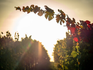 Poster - Herbstlich gefärbtes Weinlaub am Weinstock