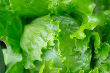 Closeup Of Rows Of Organic Healthy Green Lettuce Plants. Local Vegetable Planting Farm. Fresh Green Curly Iceberg Salad Leaves Growing Texture. Natural Vegetable Garden Background.