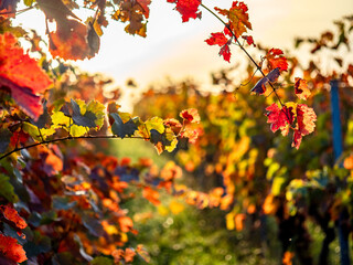 Poster - Herbstlich gefärbtes Weinlaub am Weinstock