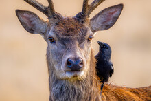 Red Deer And Jackdaw In Richmond Park London