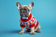 © Firn - French Bulldog dog puppy with blue, white and red knitted winter sweater on blue background