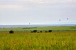 African Elephant herd pictured in the early morning against the backdrop of a Balloon Safari in Maasai Mara, Kenya, Africa