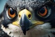 A focused perspective on the eye of a peregrine falcon in close-up