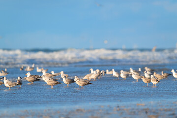 Wall Mural - Seagulls at the beach