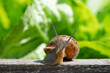 Snail in the vegetable garden