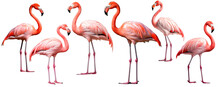 Set With Pink Tropical Bird Flamingoes, Isolated, Generative Ai