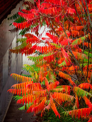 Canvas Print - Herbstlich gefärbte Blätter eines Götterbaums