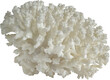 White Spiny Coral Ocean Specimen. isolated on a transparent background