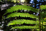 Fototapeta Przestrzenne - ferns with a trunk tree ferns