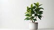 Ficus elastic plant rubber tree on a light background