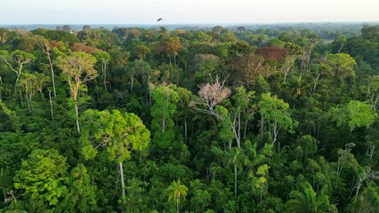 Wall Mural - Scenic sunrise at amazon tropical rainforest river and macaw parrots flying around