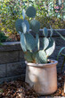 Close up view of three large potted cactus and aloe plants in an outdoor garden patio, with dappled sunlight