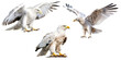 Set of white eagles isolated on transparent background,transparency 